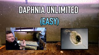 How I Raise Daphnia Water Fleas And You Can Too [upl. by Decamp]