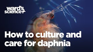 Caring and Culturing for Daphnia [upl. by Sink908]