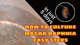 How to Culture Magna Daphnia Easily [upl. by Nitsreik63]