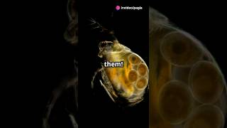 How to culture Daphnia for your Aquarium [upl. by Neggem]