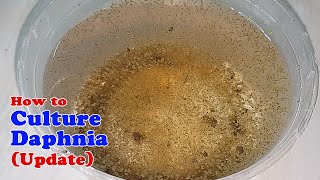 How to Culture Daphnia Update with ZERO Cost  Unlimited Live Food for Our Fish [upl. by Eimmas644]