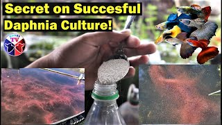 How to Culture Daphnia Successfully [upl. by Eniagrom]