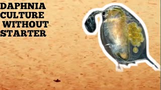 HOW TO CULTURE DAPHNIA NATURALLY WITHOUT A STARTER [upl. by Newob602]