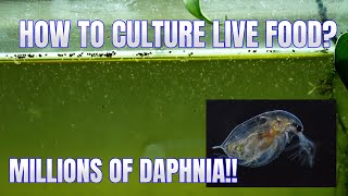 How to Culture Daphnia Secret Method to Breed MILLIONS  Simply Aquatic [upl. by Suzanne]