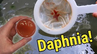 How I Culture Daphnia In Outdoor Tubs [upl. by Carlton]