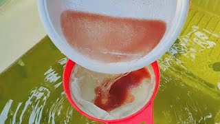 How to culture daphnia  Daphnia culture  How to grow daphnia outdoor [upl. by Nhguavoj]