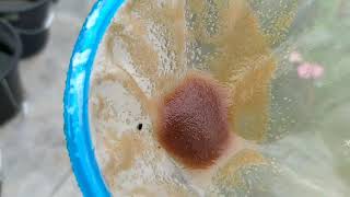 How to culture daphnia moina in a small container Part 1 English Subtitle [upl. by Chrystal]