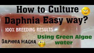 Daphnia MagnaHow to Culture Daphnia Easy wayCulturing Daphnia using Green water Daphnia [upl. by Rotberg]