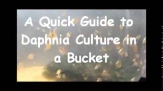 How to culture daphnia outside [upl. by Anelet]