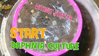 How to culture daphnia moina the easy way 1  Starting the Daphnia culture [upl. by Doehne]