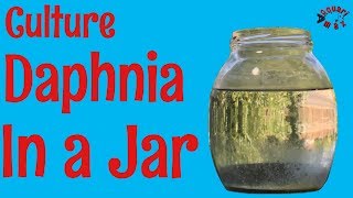 How to Culture Daphnia in a Jar [upl. by Attenov]