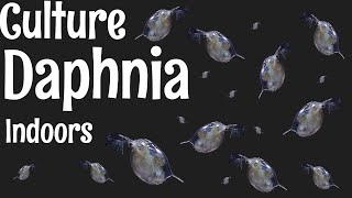 How to Culture Daphnia [upl. by Dahsar35]