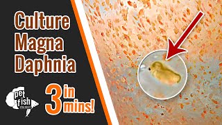 How to culture DAPHNIA MAGNA  The easy way [upl. by Osborne923]