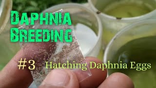 Daphnia Culture made simple and easy 3  Hatching Daphnia eggs [upl. by Razatlab581]