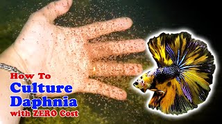 How to Culture Daphnia with ZERO Cost  Unlimited Live Food For Our Fish [upl. by Okajima]