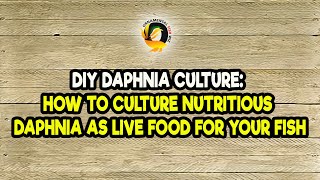 DIY Daphnia Culture How to Culture Nutritious Daphnia as Live Food for Your Fish [upl. by Yema]