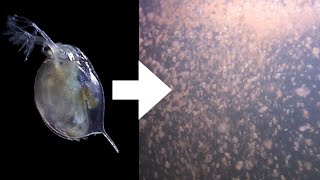 How I Culture Daphnia [upl. by Gweneth926]