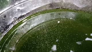 DAPHNIA MOINA CULTURE IN A SMALL BUCKET [upl. by Bailie476]