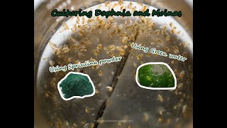 How To Culture Daphnia and Moinas using Green Water Spirulina powder [upl. by Flowers]