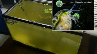 Raising Daphnia for the Freshwater Aquarium [upl. by Ialokin]