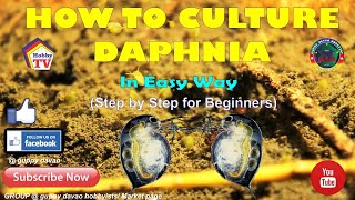 HOW TO CULTURE DAPHNIA In Easy Way [upl. by Ecinue]